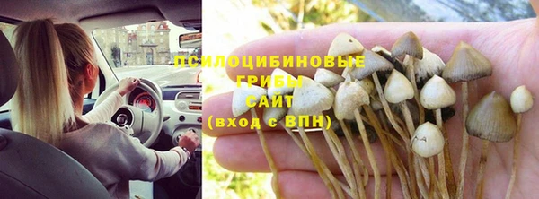 прущие грибы Михайлов